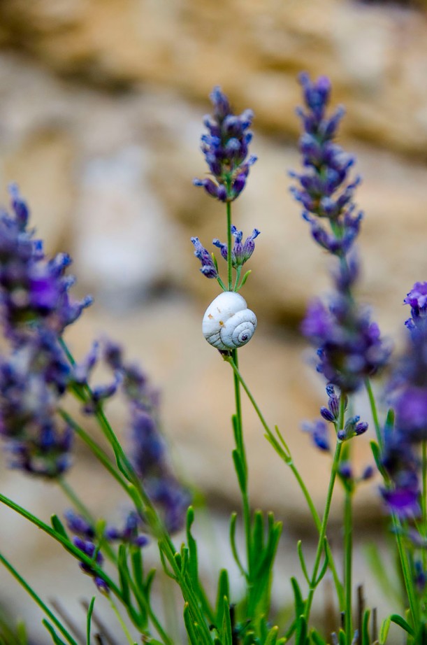A snail making it's home in the lavender fields.